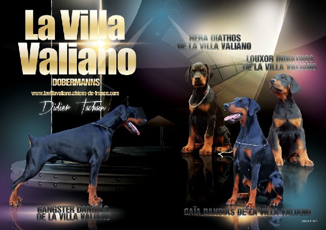 de la Villa Valiano - La Villa Valiano à l'honneur / The Villa Valiano Kennel honored