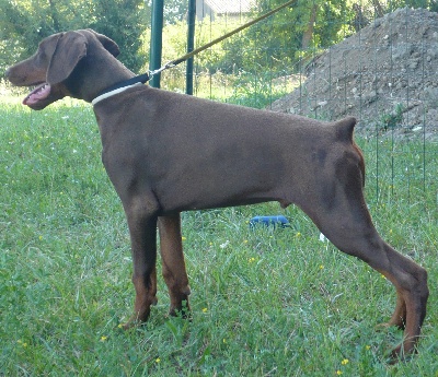 de la Villa Valiano - Eros Best Puppy CAC Martigues