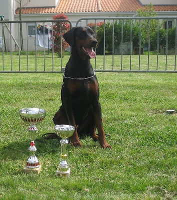 de la Villa Valiano - Diablo Best Young Régionale Dobermann Pays De Loire