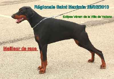 de la Villa Valiano - Résults la Villa Valiano French Régionale Breeder Show St Maximin