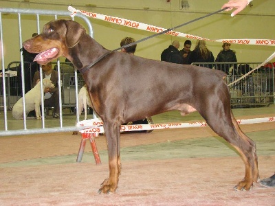 de la Villa Valiano - D'Zeus Fédone in CACIB Montpellier