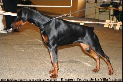 de la Villa Valiano - Diaspora Best In Show Puppy Rouen 2008