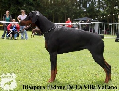 de la Villa Valiano - La Villa Valiano Results in Luxembourg Trophy Show 2009