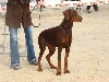 - D'Zeus Fédone Best Puppy CACS Martigues
