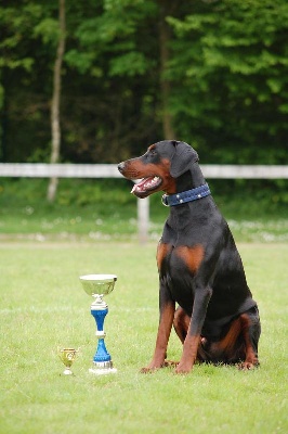 de la Villa Valiano - Diablo Best Young and Best of Breed CACIB Spéciale Dob St Brieuc