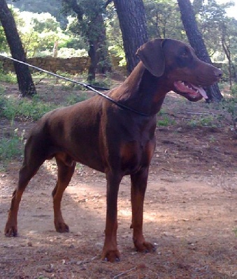 de la Villa Valiano - D'Zeus Best Young CACIB Toulouse