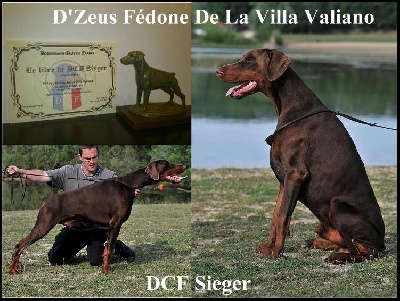 de la Villa Valiano - D'Zeus Fédone DCF Sieger