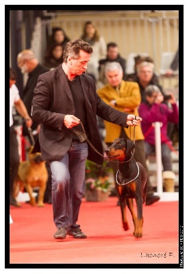 de la Villa Valiano - Résultats Paris Dog Show (spéciale de race)