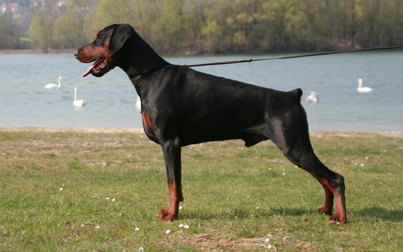 CH. Diablo-Fedone de la Villa Valiano