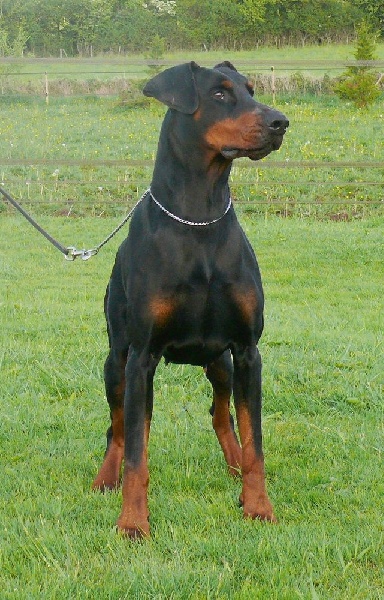 Enzo veram de la Villa Valiano